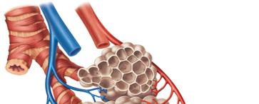 Anatomy of Alveoli and the Respiratory Membrane Terminal bronchiole