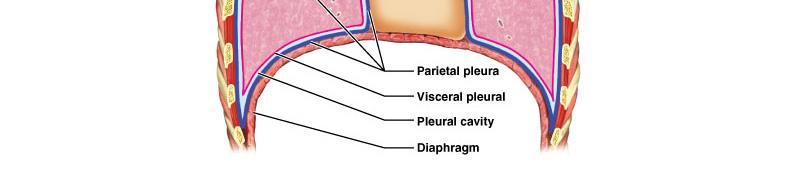 Pleural cavity Potential space between the