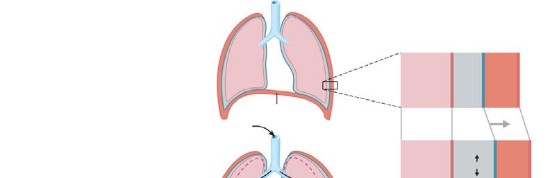 Pressure Lung in the pleural cavity is less than pressure in the lungs. This pressure difference keeps the lungs inflated.