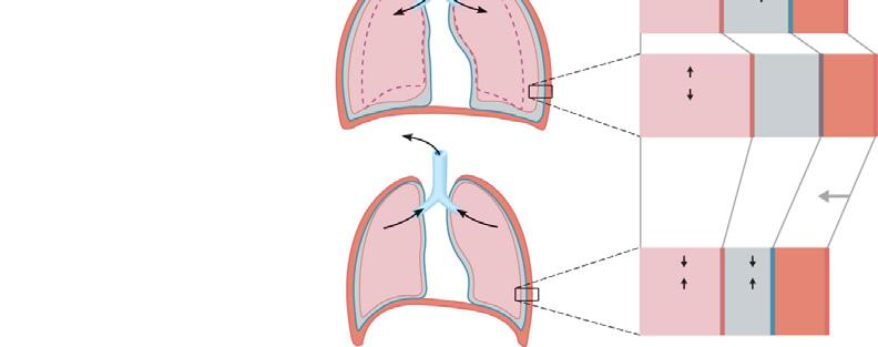Pleural fluid in the pleural cavity holds the parietal and visceral pleura close together, causing the lungs to expand.