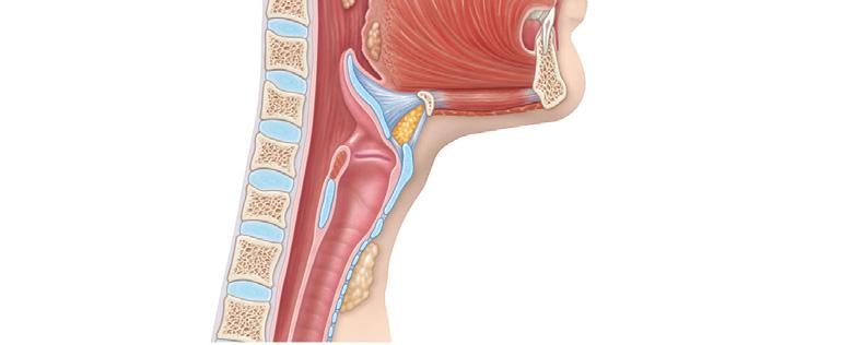 Nasal Cavity Two types of mucous membrane Olfactory mucosa Near roof of nasal cavity Houses olfactory (smell) receptors Respiratory mucosa Lines nasal cavity Epithelium is pseudostratified ciliated