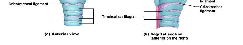 Cricoid cartilage Vocal ligaments of vocal cords Glottis Lateral