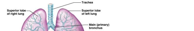 Bronchi in the Conducting Zone Bronchial tree extensively branching respiratory passageways Primary bronchi (main bronchi) largest bronchi Right main bronchi wider and shorter than the