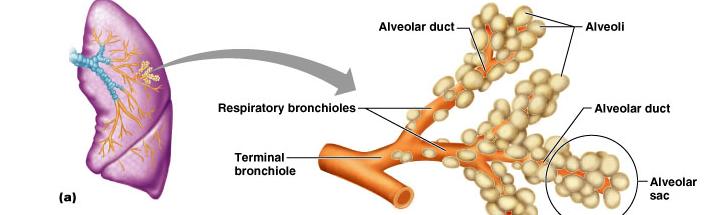 The Respiratory Zone Consists of air-exchanging structures Respiratory bronchioles branch