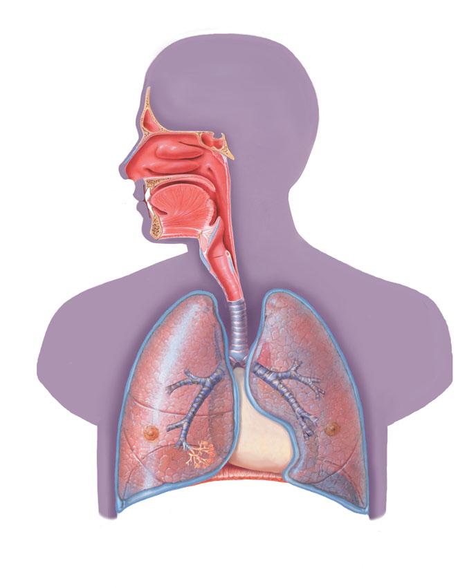 2 Nasal cavity Nose Palatine tonsils Epiglottis Thyroid cartilage Apex of lung Laryngopharynx