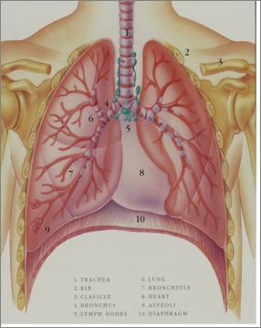 The Lung Three Basic Elements
