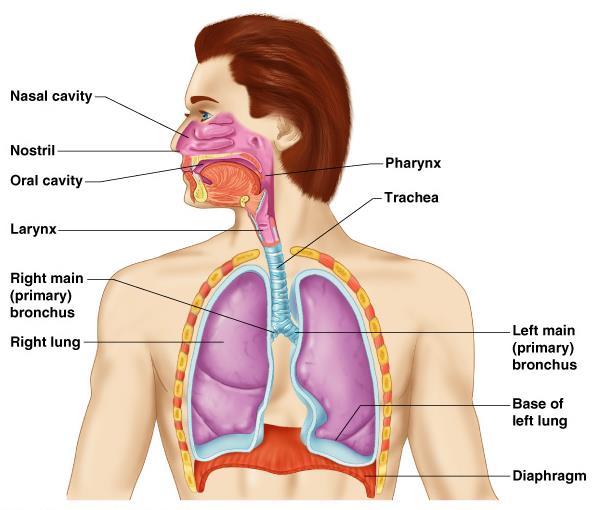 Organs of the Respiratory system Nose Pharynx
