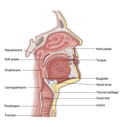 Structures of the Upper Respiratory System Pharynx Throat Nasopharynx Oropharynx Laryngopharynx About 5 long The pharynx is the correct term for the throat.