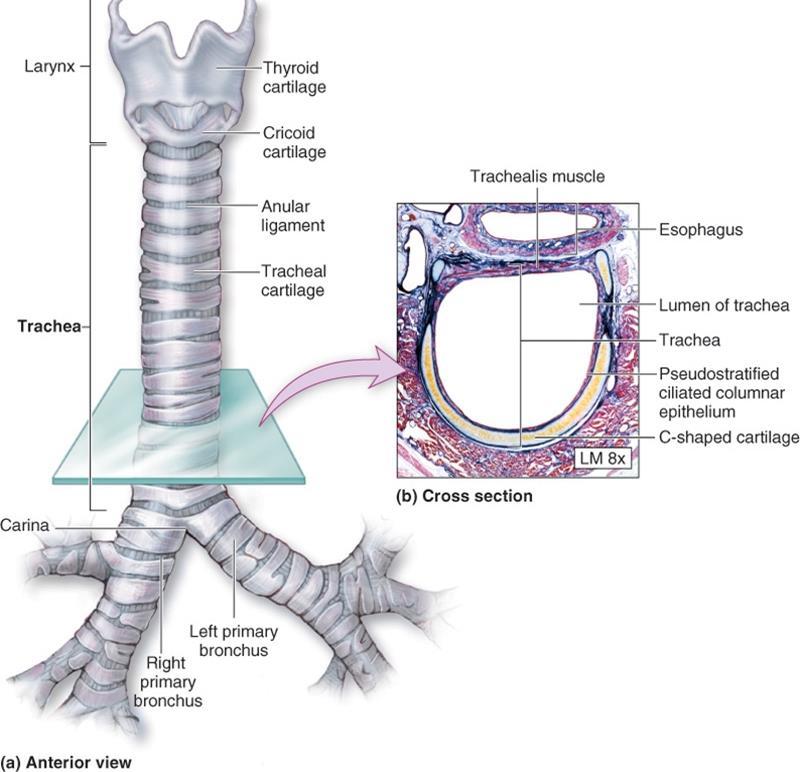 Cartilage rings prevent crushing of the trachea The trachea is