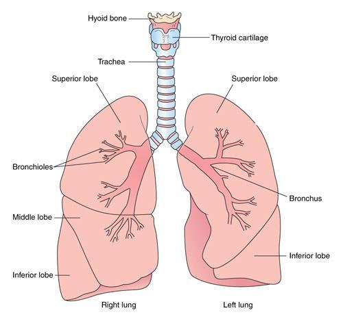 Structures of the Lower Respiratory System At the lower end of trachea, the bronchus divide into right and left branches.