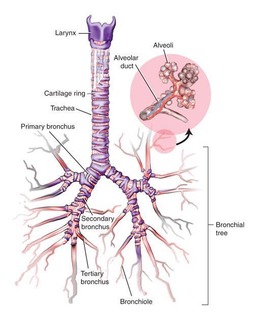 Structures of the Lower Respiratory System Bronchi Ciliated mucous membrane and hyaline cartilage Bronchial tubes