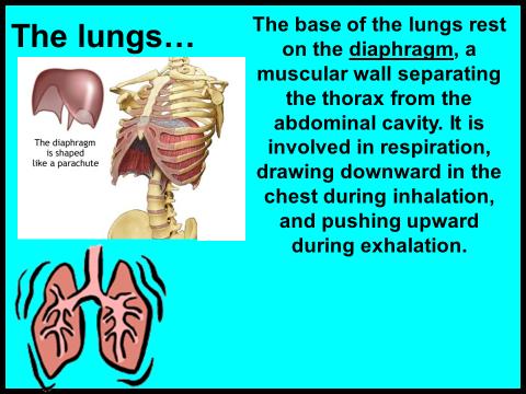 What bones protect the lungs?