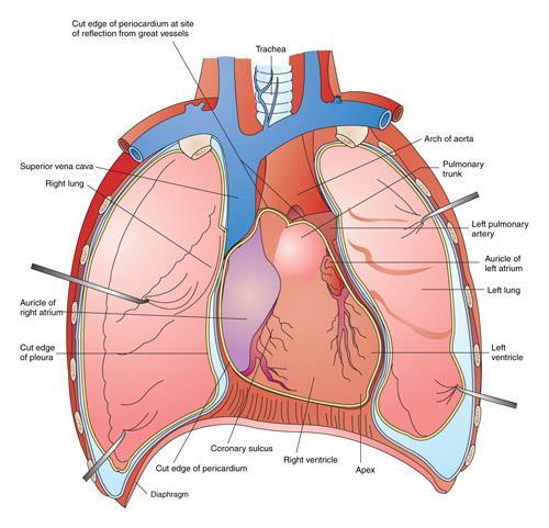 Structures of the Lower Respiratory System Mediastinum A septum or cavity between two principal portions of an organ.