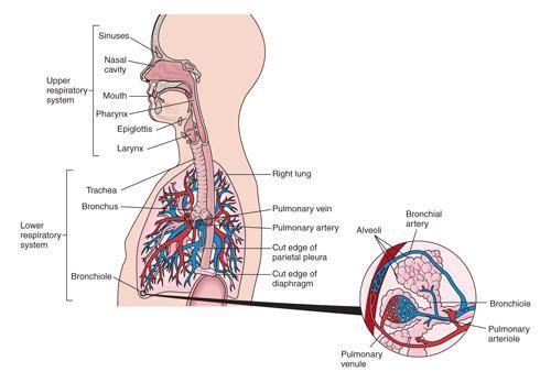 Structures of the respiratory system Upper Respiratory System Nose Sinuses