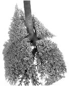 6ml Number of alveoli: 1040 x 10 6 Alveolar diameter :126µM Human Lung volume: 4341ml ELF volume: ~24ml Number of alveoli: 486 x 10