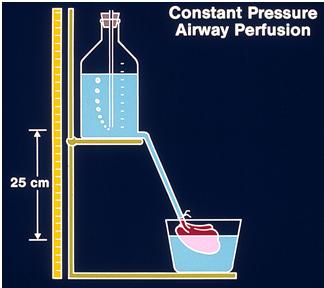 Respiratory Response to Toxic Injury Constant pressure technique