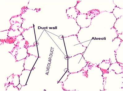 Respiratory bronchioles Present Absent Clara cell Low numbers High numbers