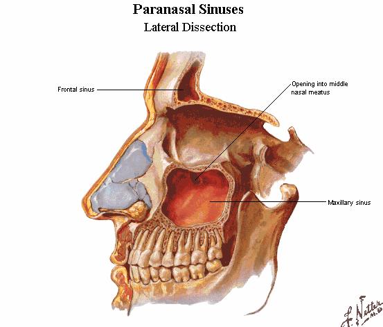 frontal sinus
