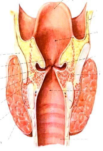 3. Laryngeal cavity 2 flod vestibular fold vocal fold 2 fissures vestibular fissure