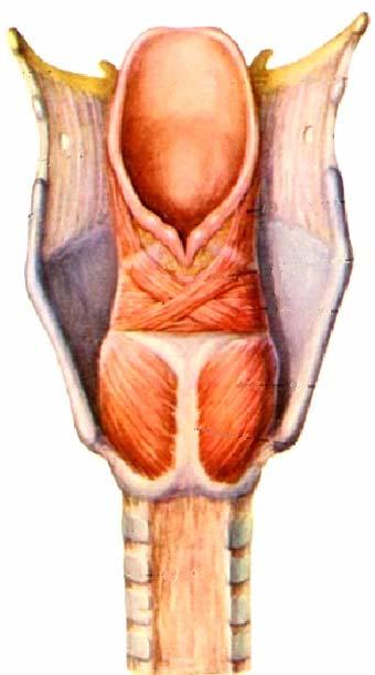 4. Laryngeal muscles: Posterior cricoarytenoid: It can open the glottis Transverse arytenoid, Oblique arytenoid, Lateral cricoarytenoid: They can