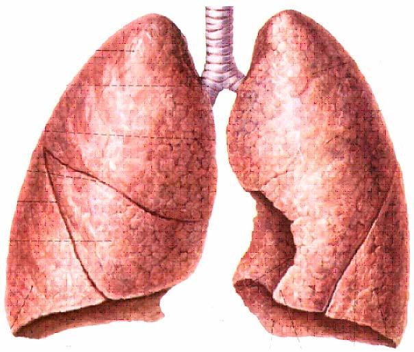 Fissures and lobes of the lungs: left lung 2 lobes ( by oblique fissure) superior lobe (lingula)
