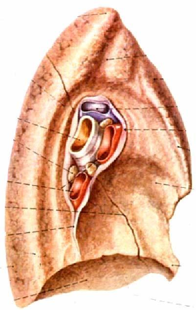 Hilum of lungs (medial view of the lungs) It is the center part of mediastinal surface.