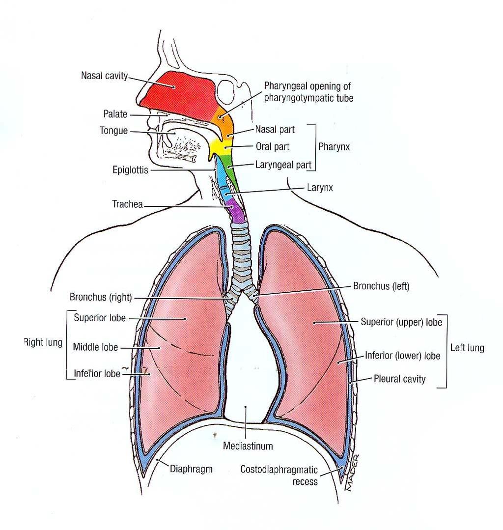 Respiratory tract Upper respiratory tract Nose pharynx