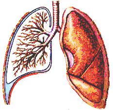 The structures of the lung: two parts --- bronchial tree: principal bronchus--- lobar