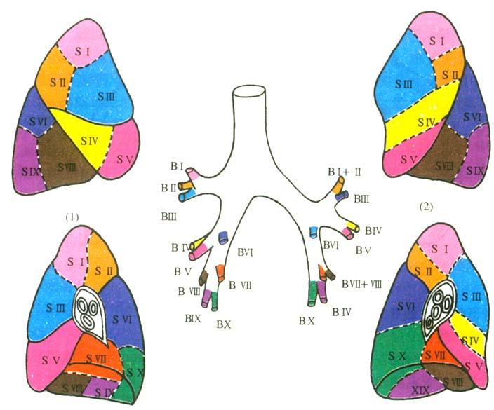 The Segments of the lung: