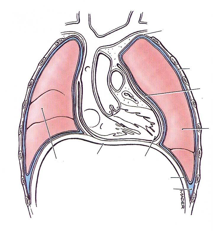 Cervical pleura Costai pleura Mediastinal pleura Left lung