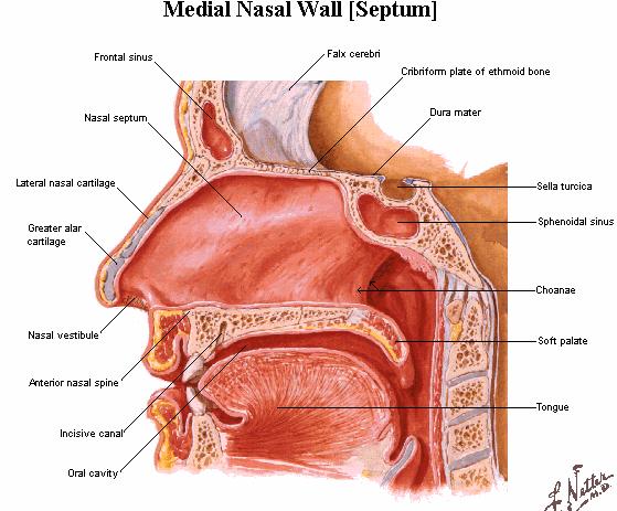 2. Nasal cavity