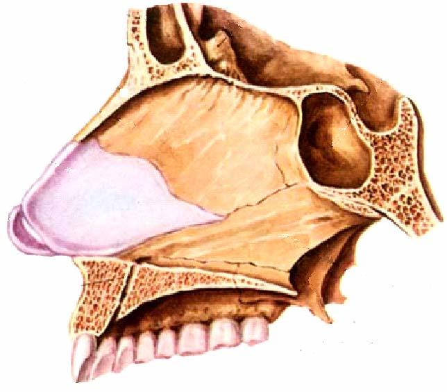 The formation of the nasal septum The longitudinal plate of ethmoid bone The cartilage of nasal