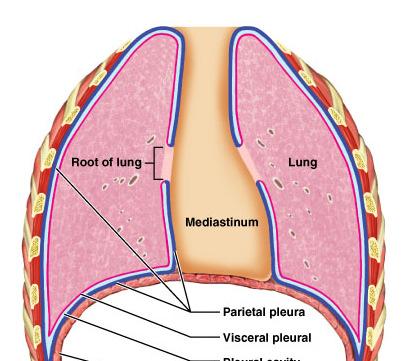 LUNGS AND PLEURA Around each lung is a flattened sac of serous membrane called pleura Parietal pleura outer layer Visceral pleura directly on lung Pleural cavity slit-like potential space filled with