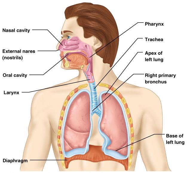 Organs of the Respiratory system Copyright 2003 Pearson