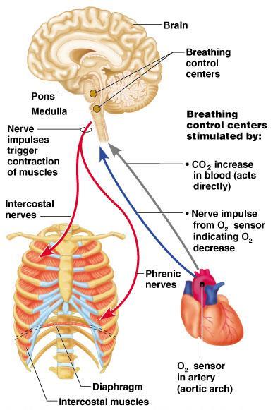 Neural Regulation of Respiration Figure 13.