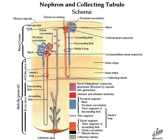 Nephron Renal tubule Proximal con. tubule Loop of Henle Distal con.