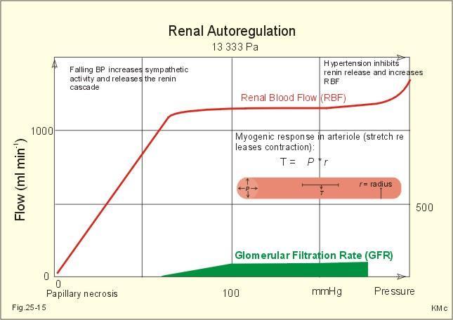 Autoregulation of Renal Blood Flow MAP 60,80-160,