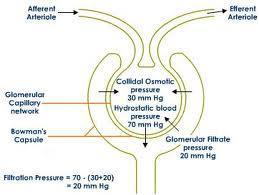 Glomerular Filtrate Normal GFR 12.