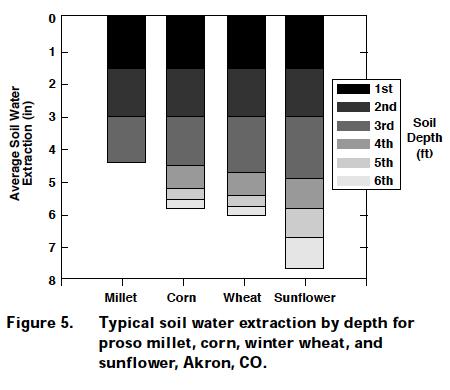 Depth and amount of soil water extraction Source: HPSP Sunflower s aggressive root system Time course of