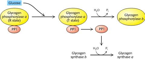 Glycogen synthesis Glucose stimulates glycogen synthesis in the liver
