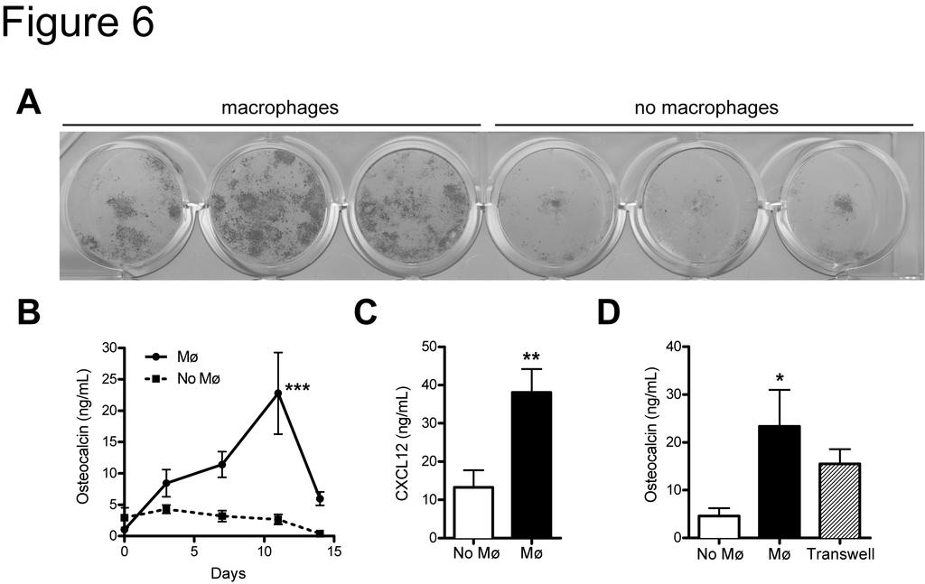 Figure 2.6 Macrophages support the growth of mature osteoblasts in vitro.