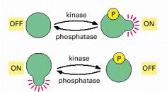 The removal of phosphoryl groups (dephosphorylation) by hydrolysis is catalyzed by protein