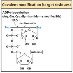 Methylation on carboxylate side chains masks a negative charge and add hydrophobicity.