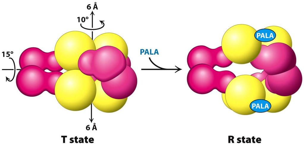 10.1 ASPARTATE TRANSCARBAMOYLASE STRUCTURE OF ATCASE Remarkable change in quaternary structure on PALA binding ATCase shows