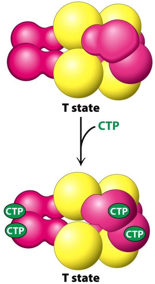 CTP EFFECTS ON THE T-TO-R EQUILIBRIUM CTP inhibits the action of ATCase Structure of CTP-bound ATCase The enzyme is in the T state CTP binds to