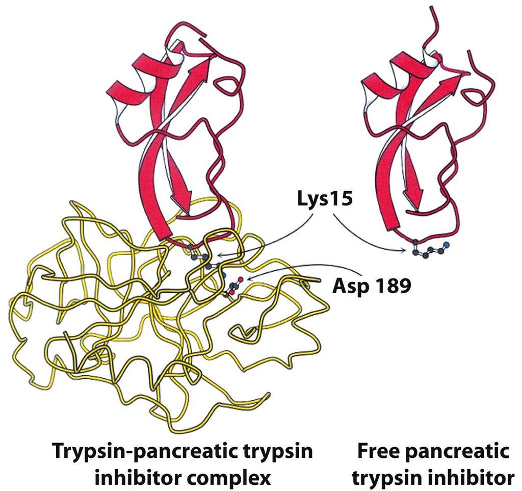 10.4 REGULATION BY PROTEOLYTIC CLEAVAGE TRYPSIN IS THE COMMON ACTIVATOR The activity of trypsin is controlled by a pancreatic trypsin inhibitor The inhibitor is a 6-kd protein The dissociation