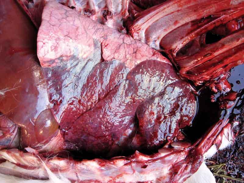 Figure 1. Postmortem lungs of a calf that died from pneumonia. A single case of pneumonia carries a mean cost of 43.26 per sick dairy calf, and a mean cost of 29.