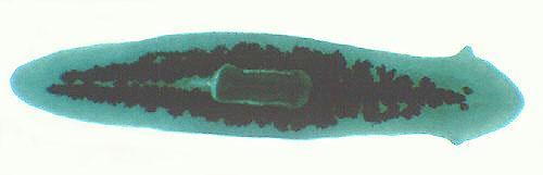 Skeletal Structure Platyhelminthes have no skeletal system. http://www.biology.