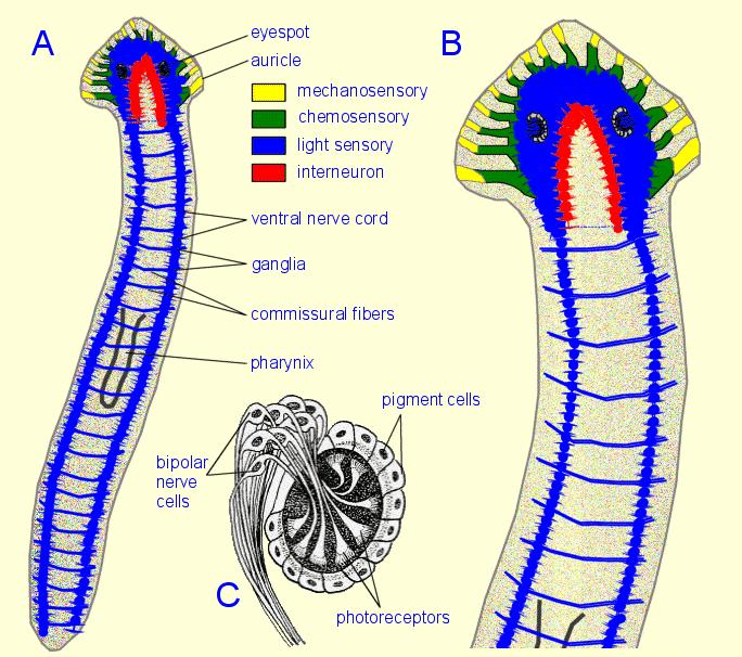 Sensory Structures/Features Flatworms have eyespots on their head region.