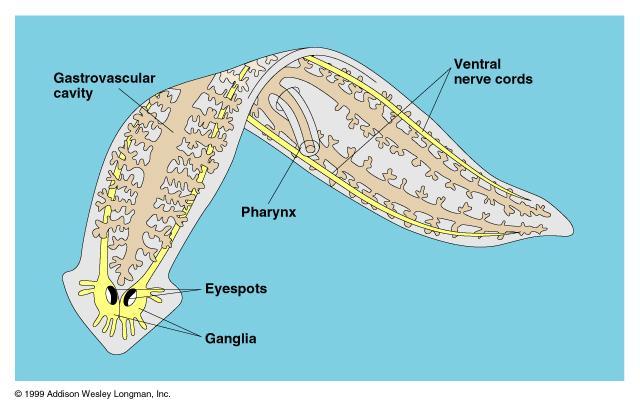 Nervous System Cephalization can be seen within Platyhelminthes through the ganglia: two dense clusters of nerve cells that function as two brains A pair of
